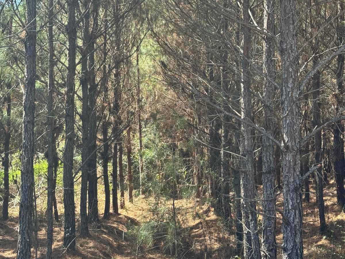 Smith Hammock Road photo 3