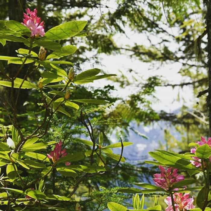 Rhodies in bloom and a glimpse of Lightening Peak. Near Wagonwheel Lake Trail