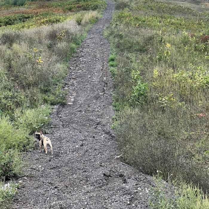 Start of steep trail portion. Near Mont Ripley Overlook