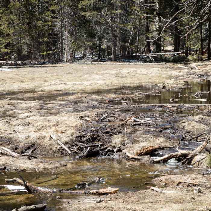 Near Desert View Trail