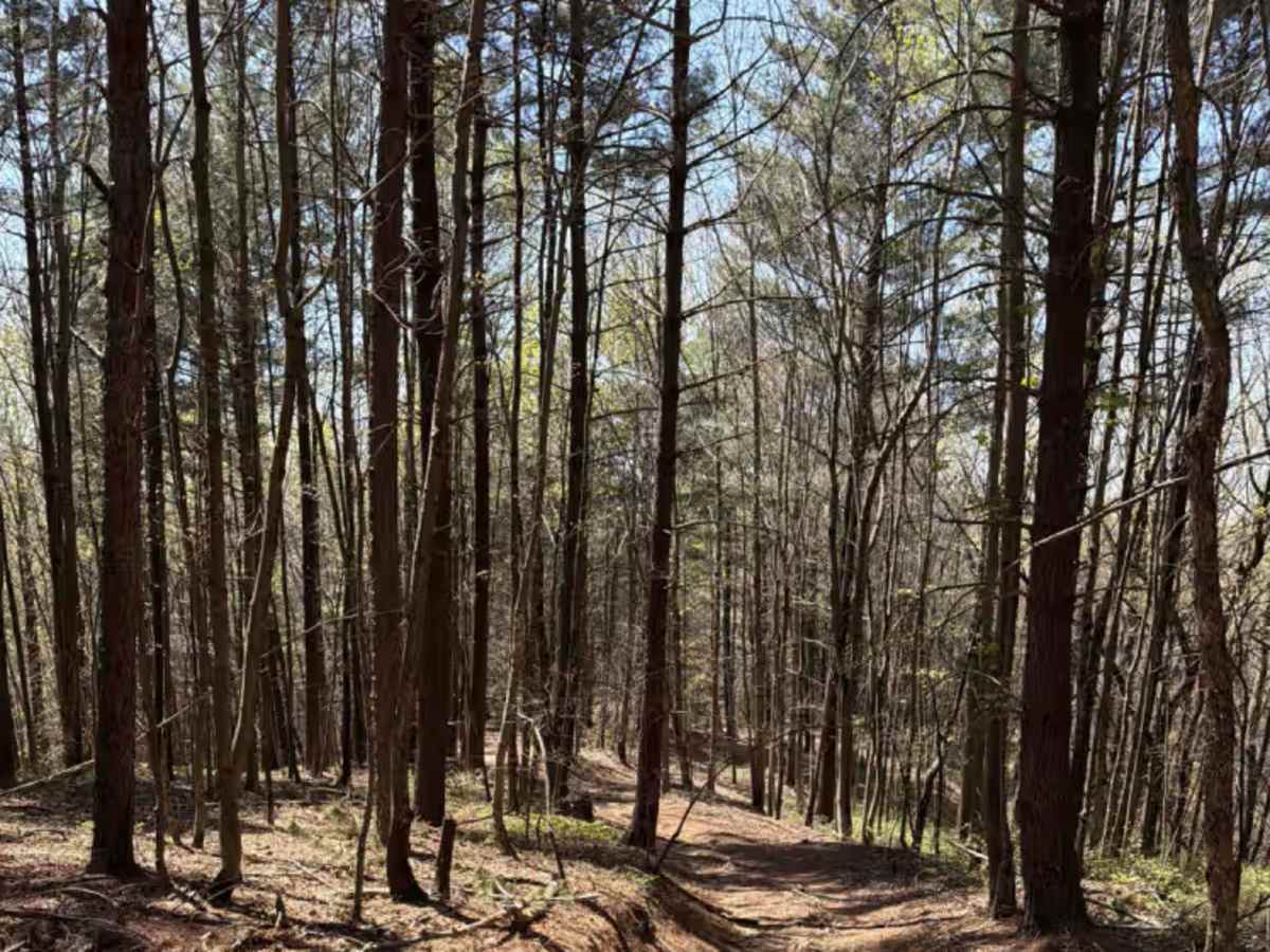 Stonewall Knob Spur trail photo