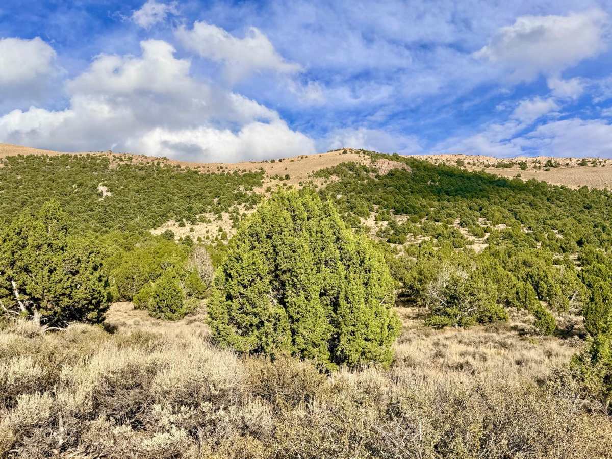 Arizona Spring - FS 17575/577 photo 5