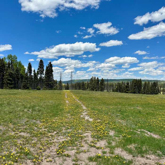 Near Continental Divide Trail: New Mexico Section 30