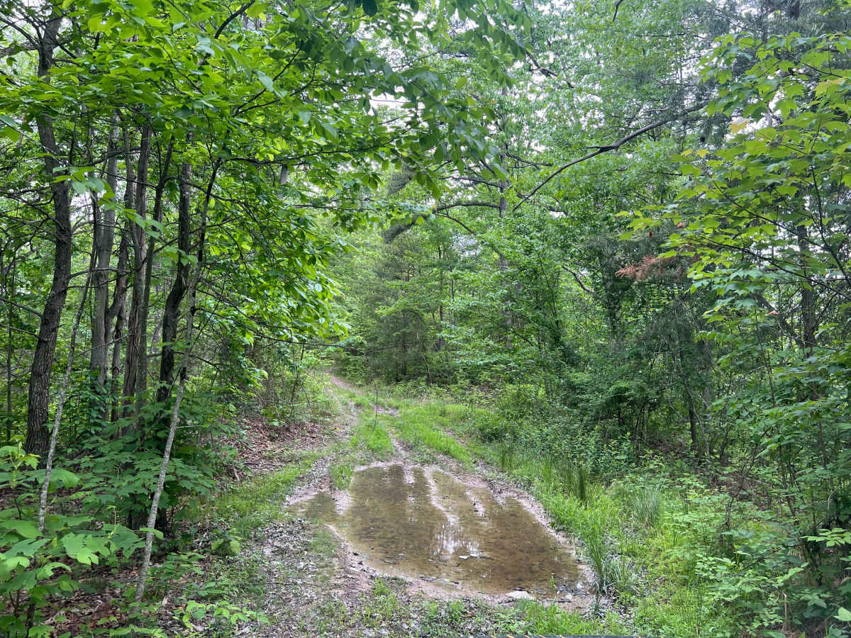 Q59A trail photo