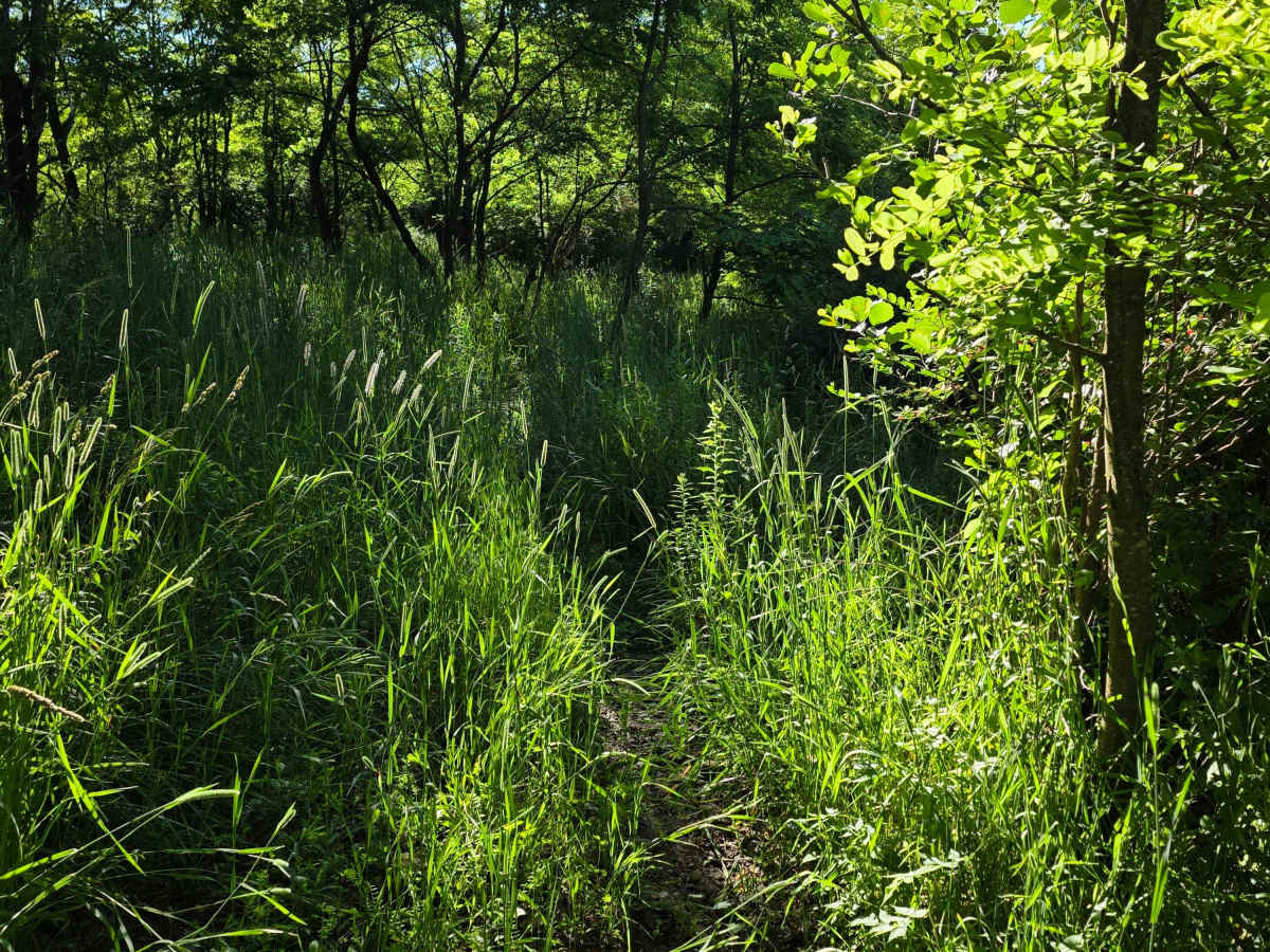 Single Track J2 photo 5