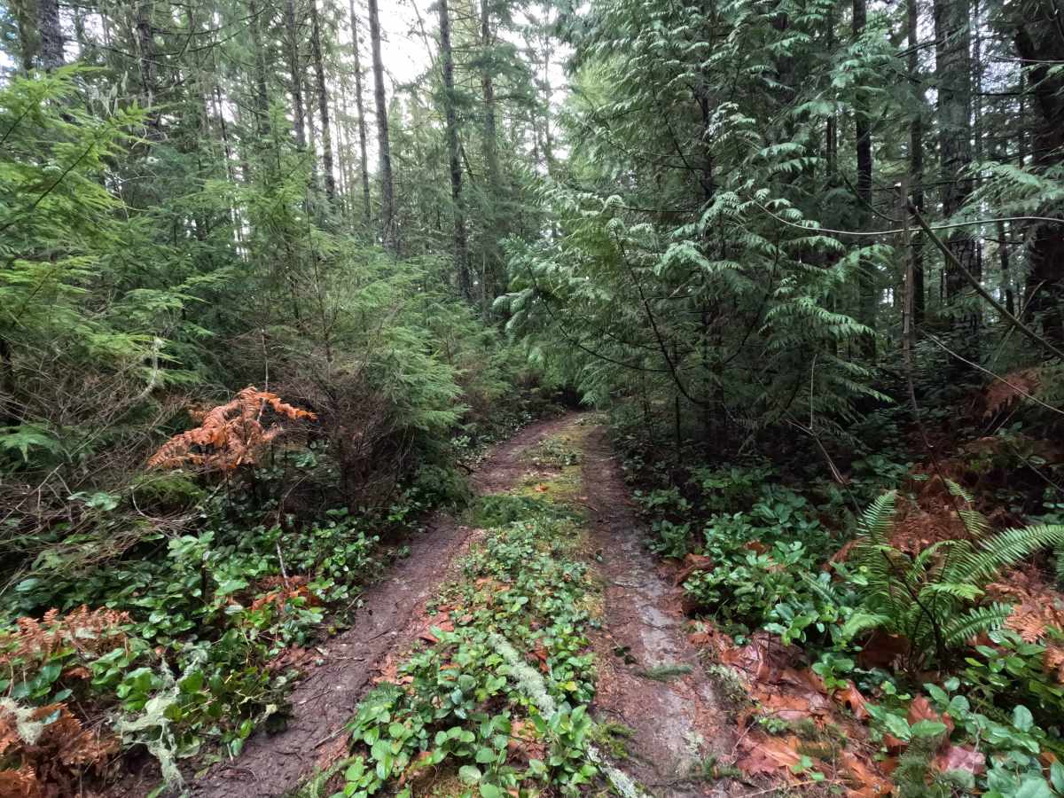 North Side Dan's Creek - FS 2130 photo 4