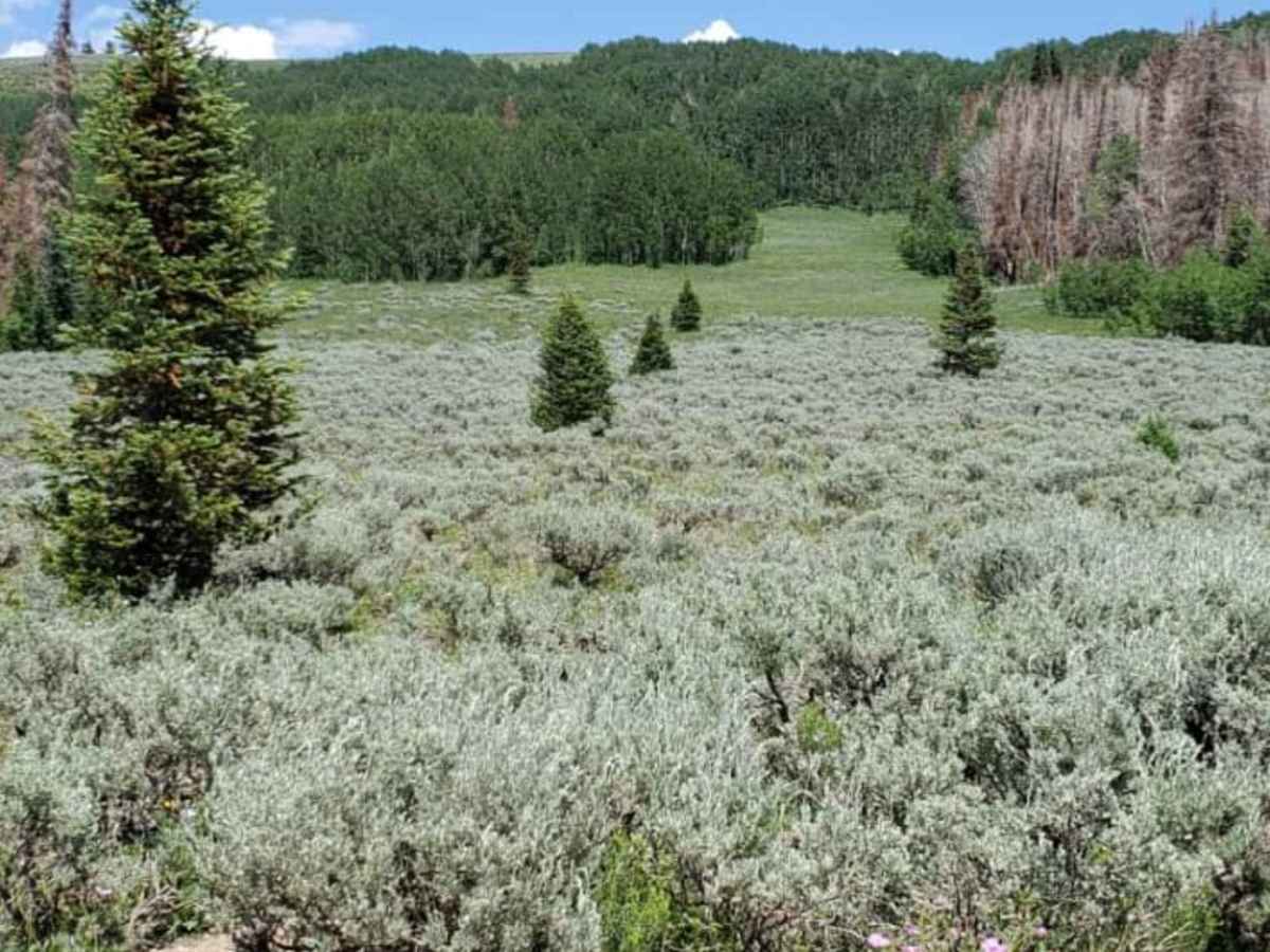White River Loop photo 4