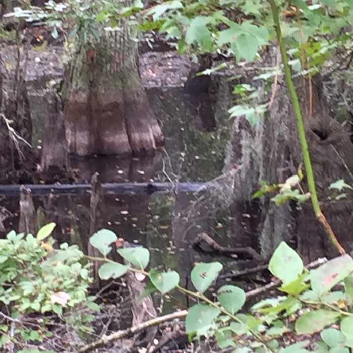 Near Bald Cypress Trail