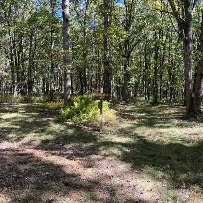 Near Bald Mountain-Vista Trail Loop Near Bald Mountain-Vista Trail Loop