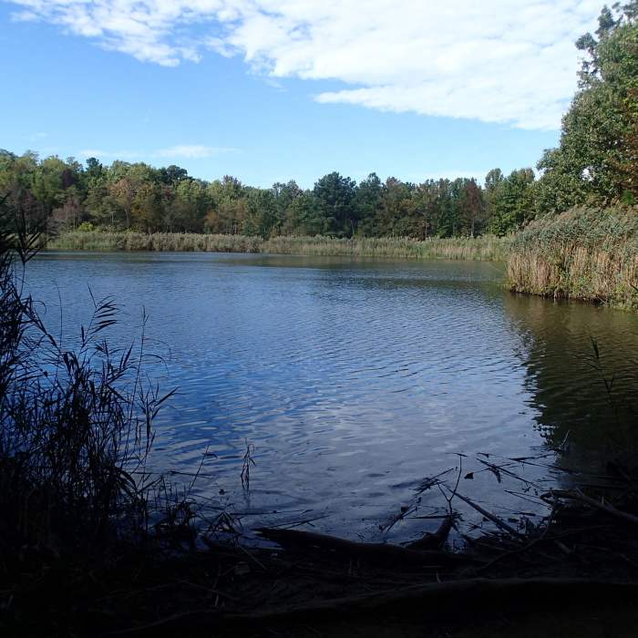 Near Pond Loop Trail