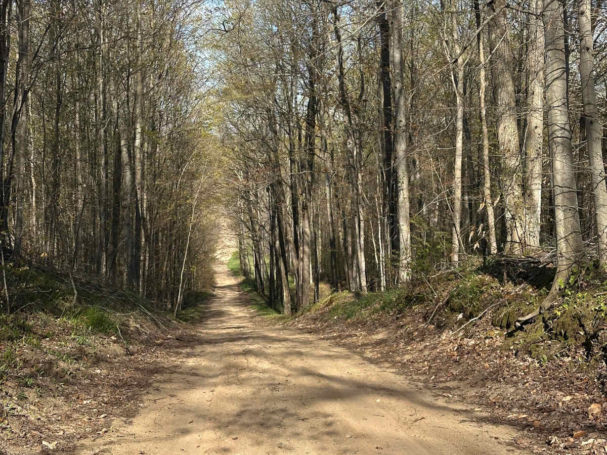 Papoose Lake Road photo 4