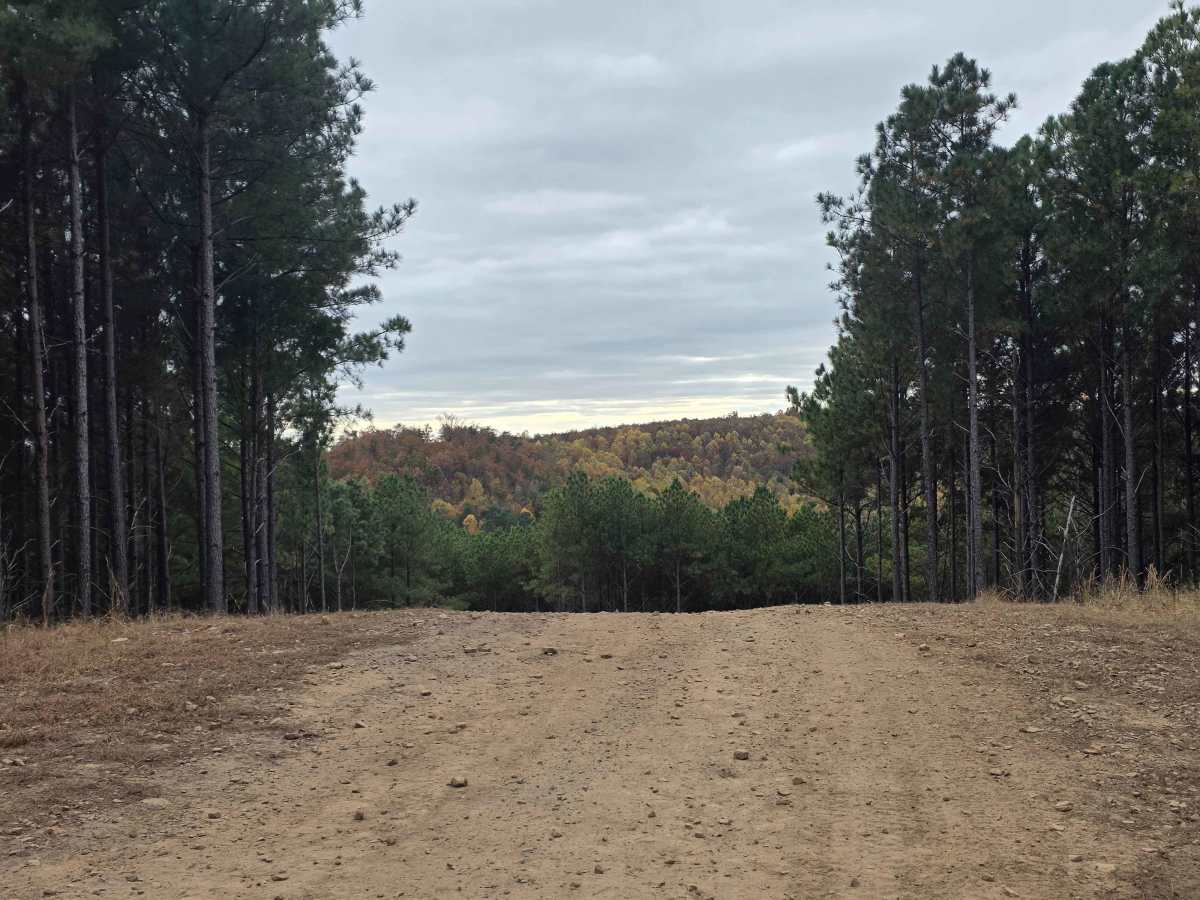 The Pines Cut Thru photo 6