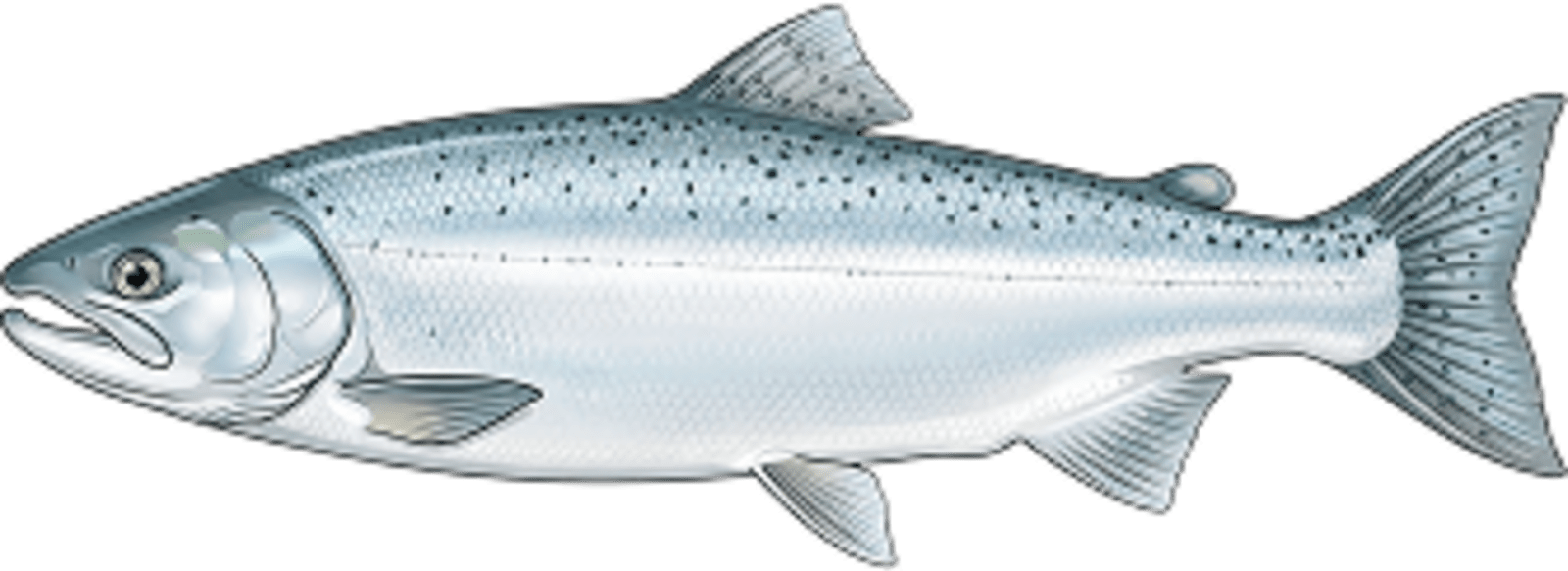 Kokanee salmon
