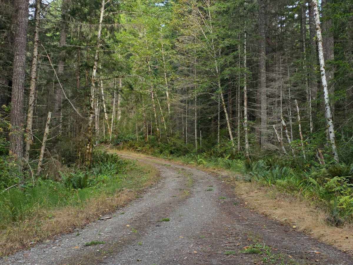 Trapper Creek - FS 2852 photo 4