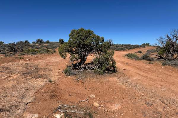 Yellow Jacket Canyon Overlook
