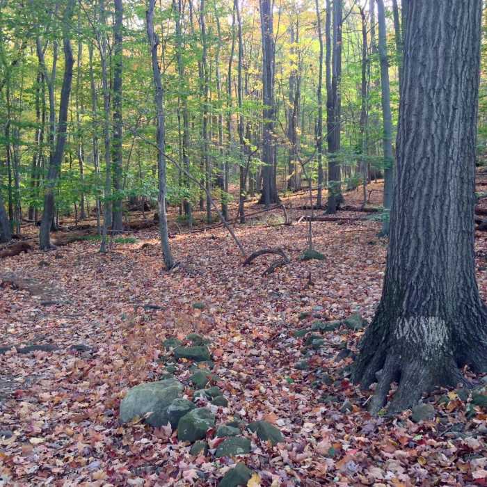 Near Lenape Trail