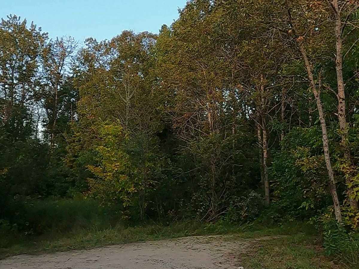 Carp River Boat Landing Road - FS 3127  photo 5