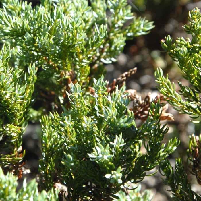 Near Gnarl Ridge Hike