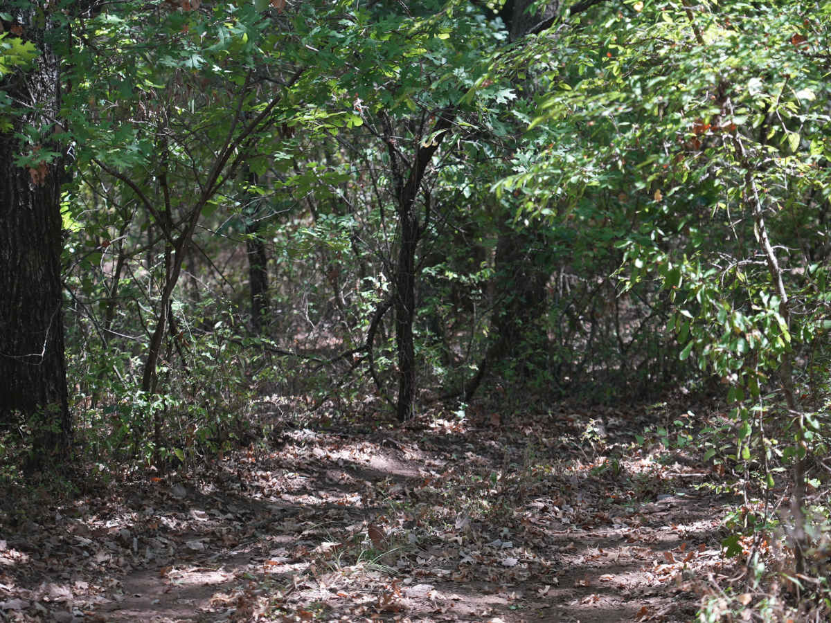 Blue 26 photo 6
