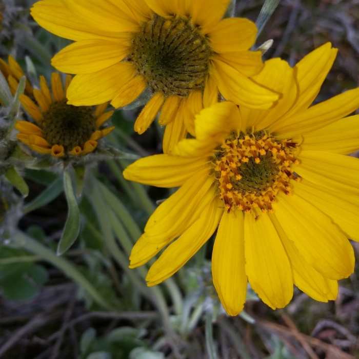 Near Best of the Dishman Hills Natural Area
