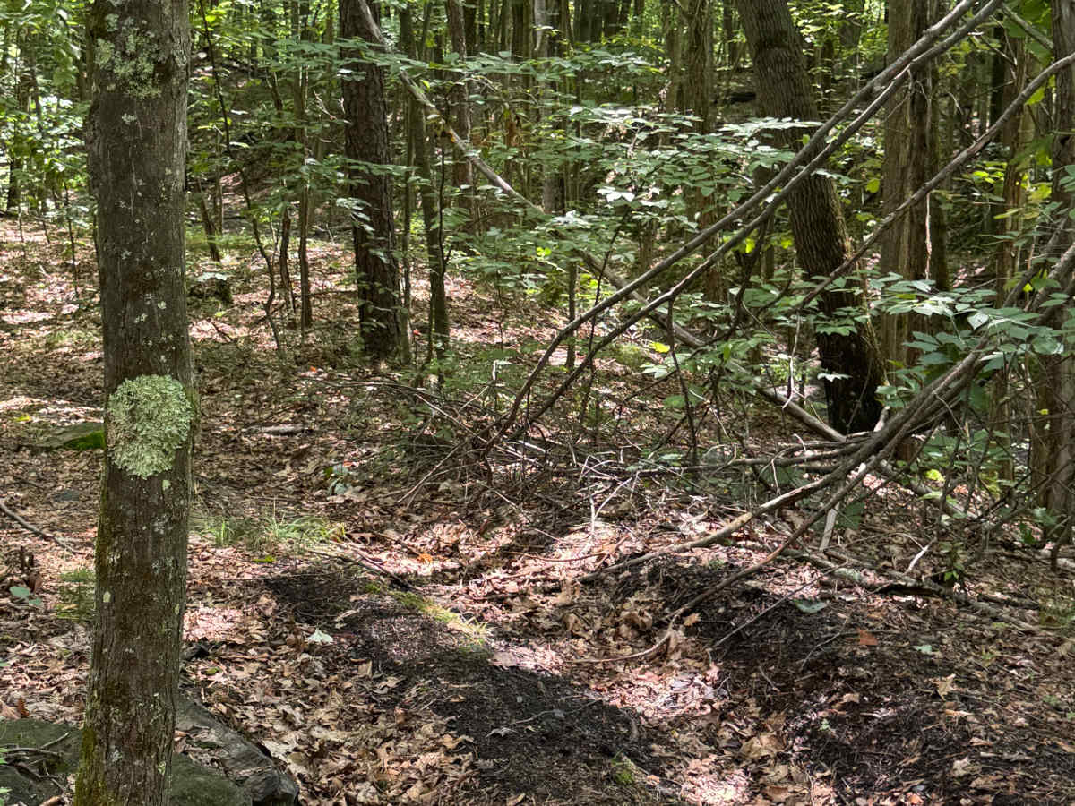 Trail 45 photo 3