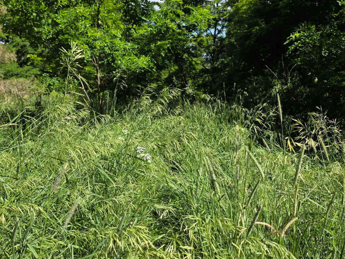 Single Track X photo 2