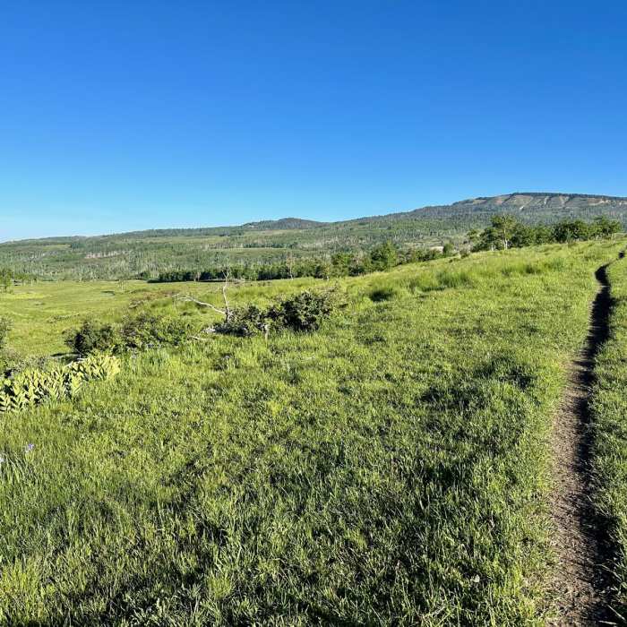 Near CDT: New Mexico Section 29