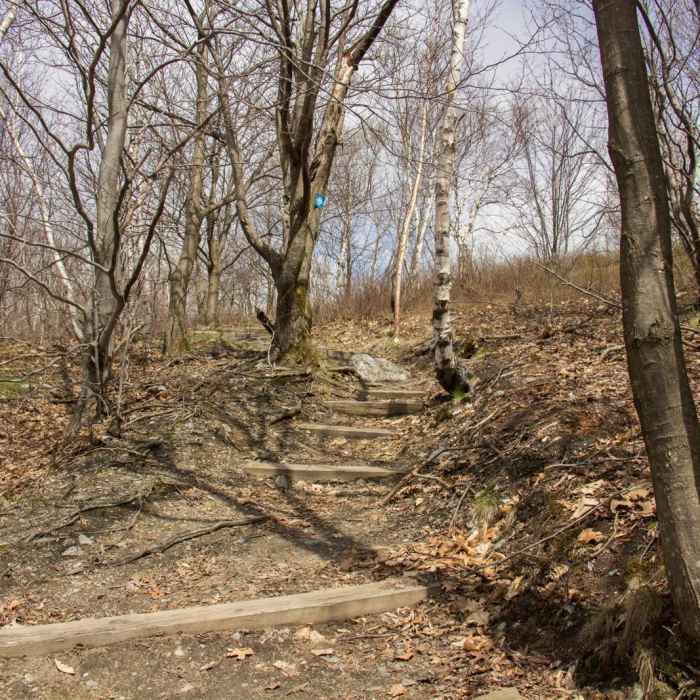 Near Snow Hole + Taconic Crest Trail