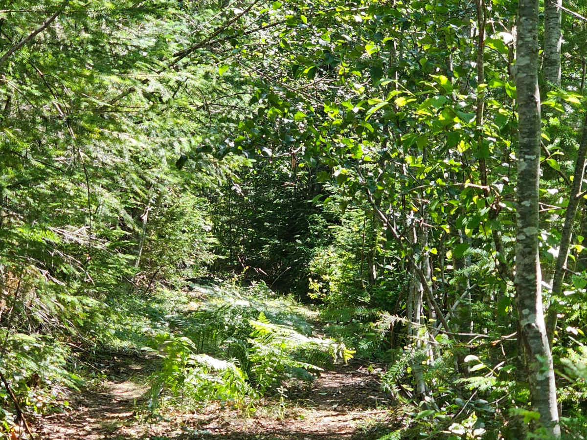 Marten photo 2