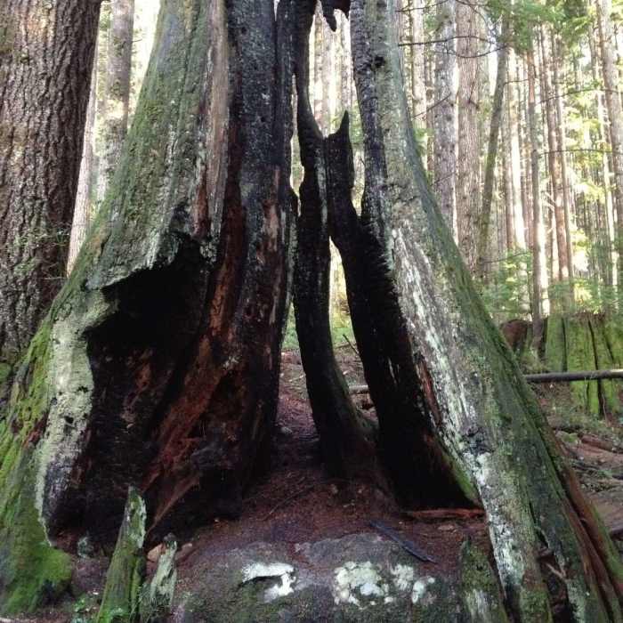 Near Lynn Loop Trail