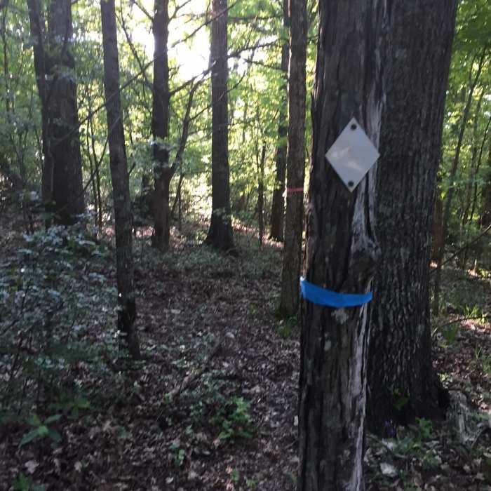 Where Scout and Fanning split. Notice the blue flag that marks the trail. Near Scout Trail