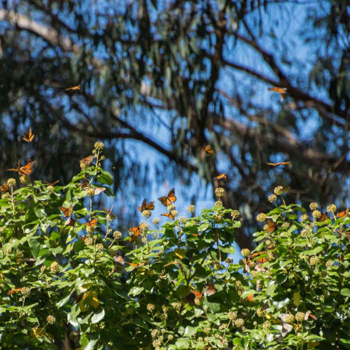 Near Monarch Trail Hike
