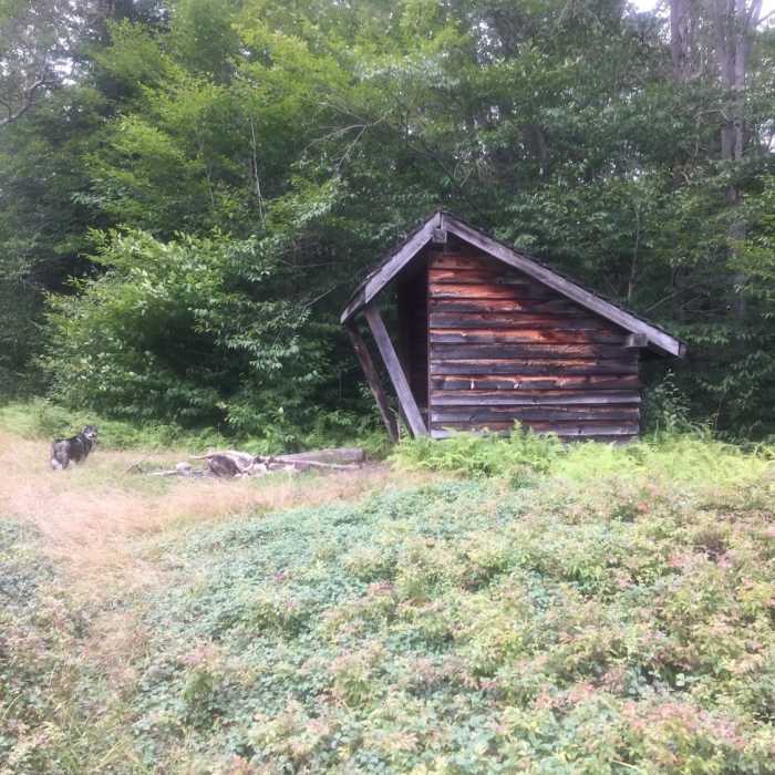 Small shelter mid-way on the trail Near John P. Saylor Trail (Middle Ridge Loop)