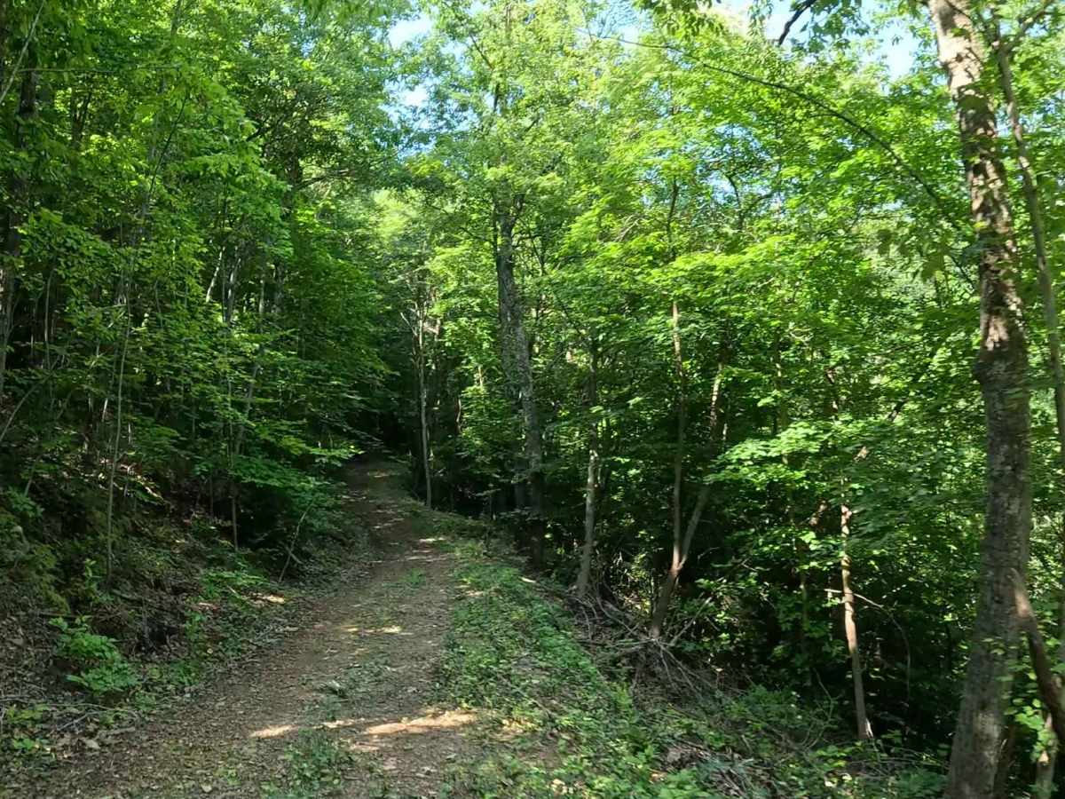 Q3A trail photo