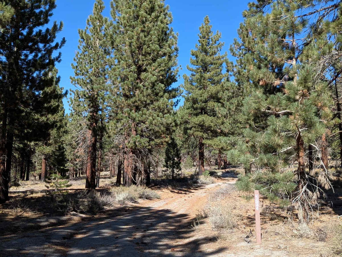 Bald Mountain Lateral - FS 1S14 trail photo