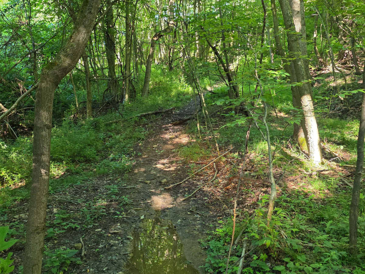Single Track C4 trail photo