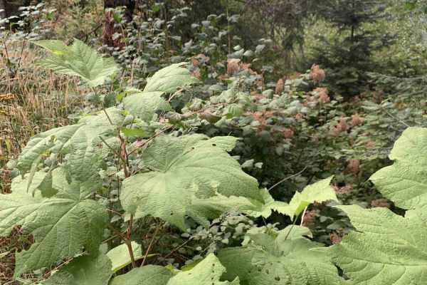 Horse Ridge Trail