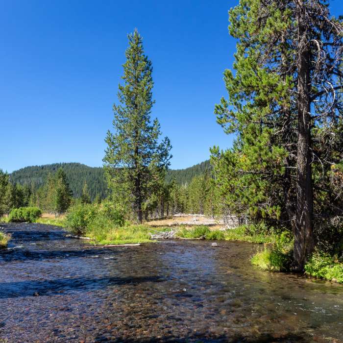 Near Soda Creek Trail #11