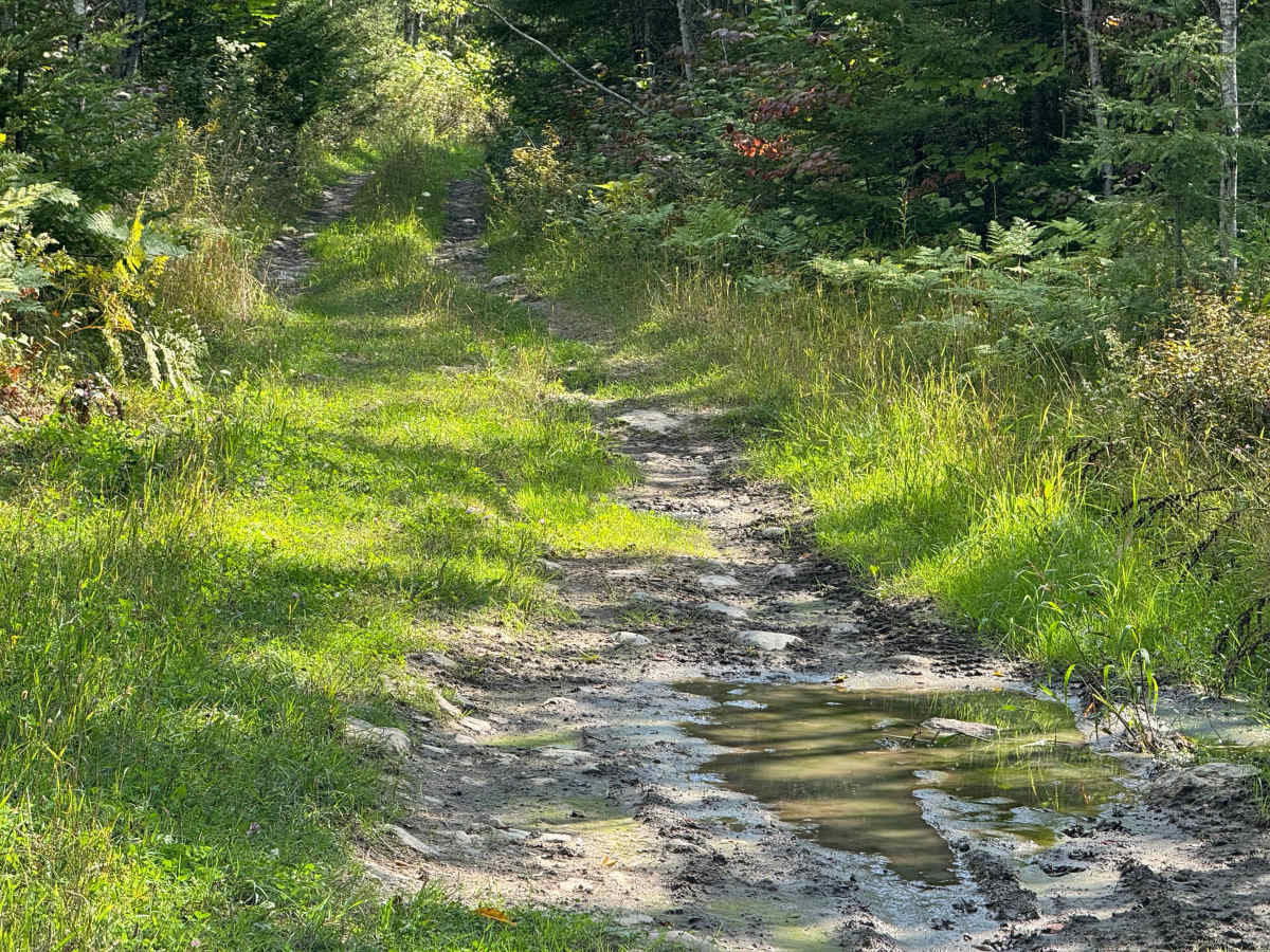 Frog Trail photo 2