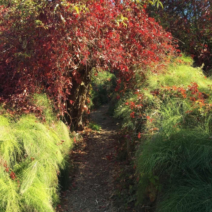Wonderful fall foliage with trail canopied with trails and brush. Wonderful area for children to explore. Near Arthur G. Rempel Nature Trail