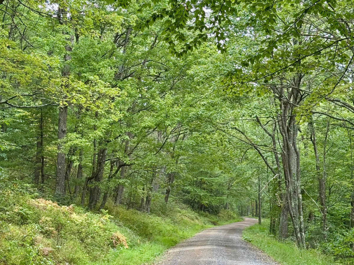 Sugar Camp Road photo 4