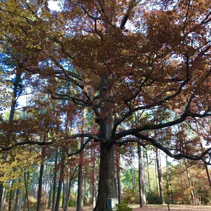 Near Francis L. Liles Trail