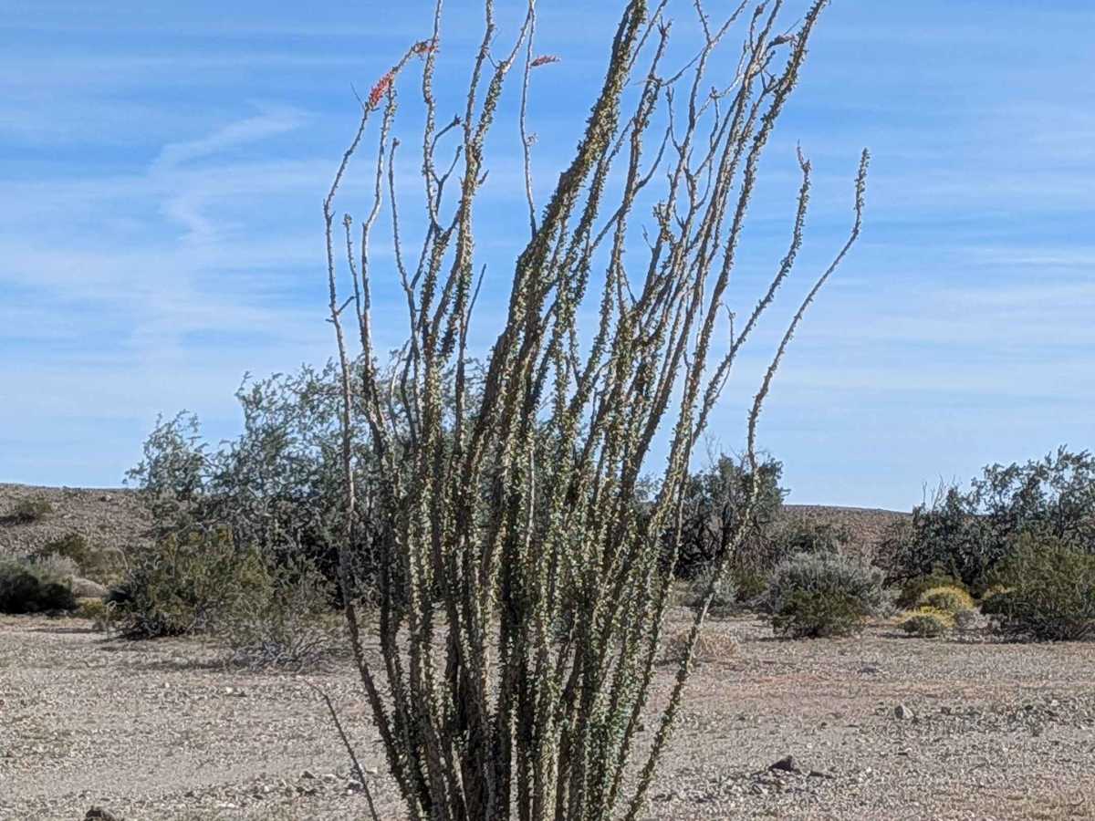 BLM 629 photo 5