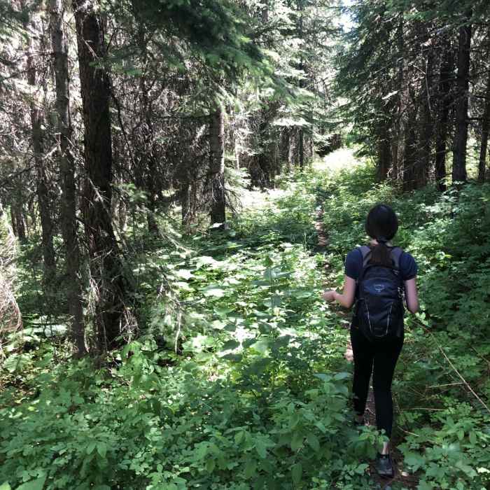 Near Buck Mountain Trail - mid trail access