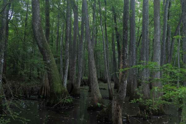 Briarpatch Lake Access