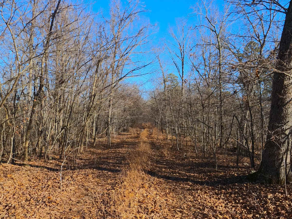 Tall Tree - FS 2243 photo 6