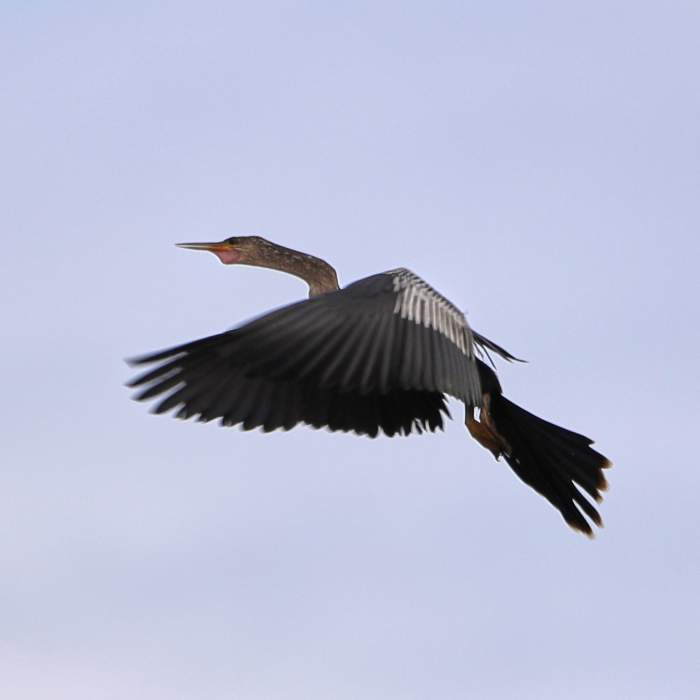 11-24-18-0043643 Near Loxahatchee National Wildlife Refuge
