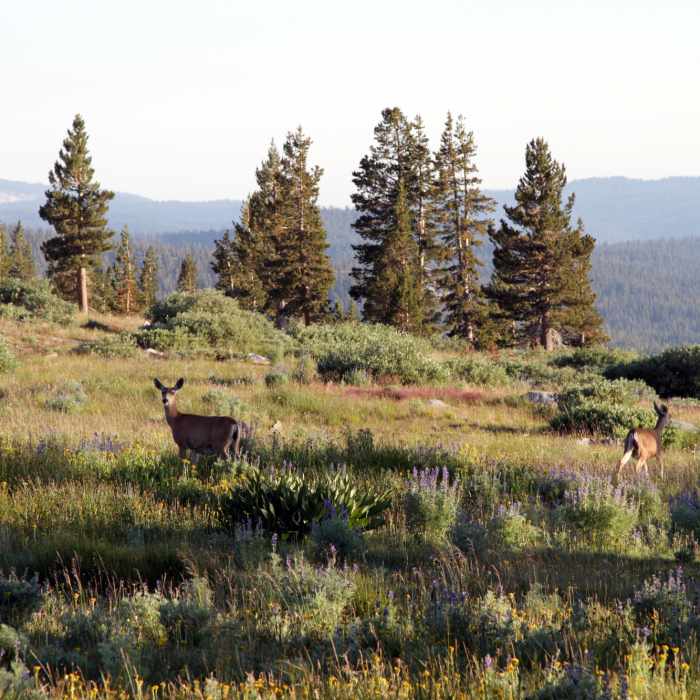 Near Ten Lakes Trail