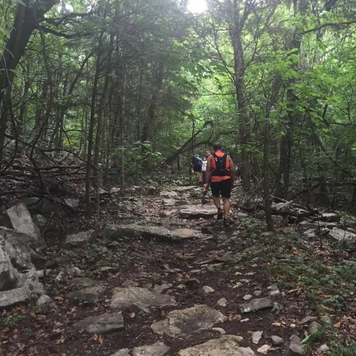 Near Jean Shorts Special