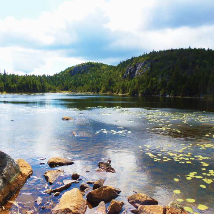 Near Fire Warden's and Horns Pond Trail Loop Near Fire Warden's and Horns Pond Trail Loop